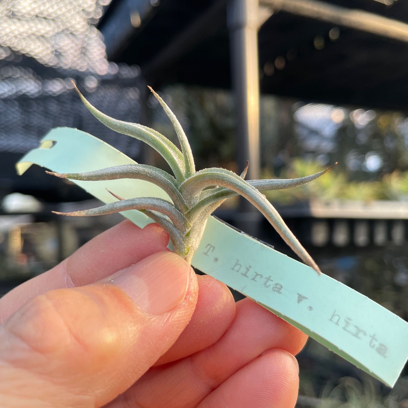HR＊チランジア ヒルタ v. ヒルタ Tillandsia hirta var. hirta