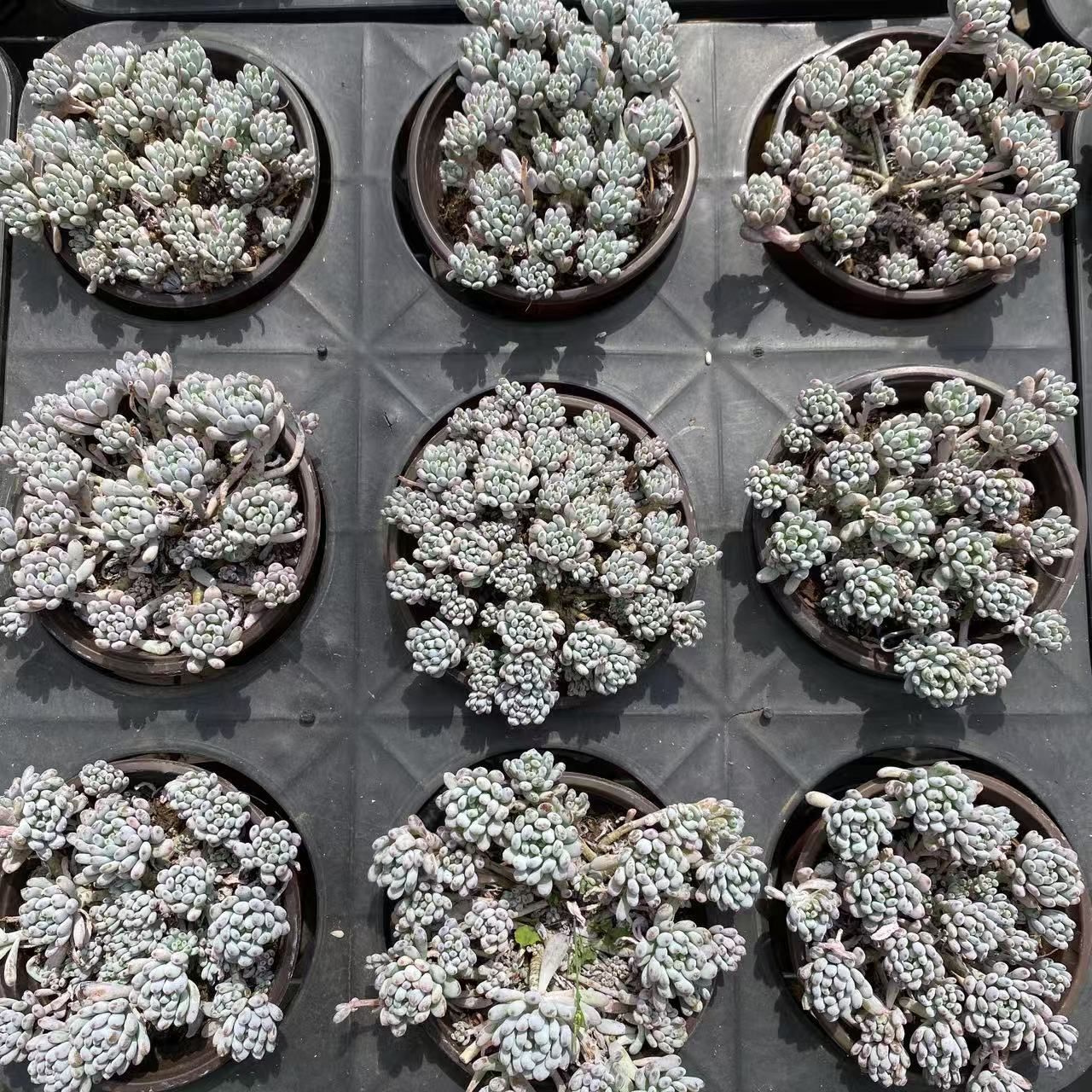 B546　花団錦　土鉢付き　15鉢　多肉植物 エケベリア 韓国苗 サボテン B546 花団錦 土鉢付き 15鉢 多肉植物 エケベリア 韓国苗 サボテン