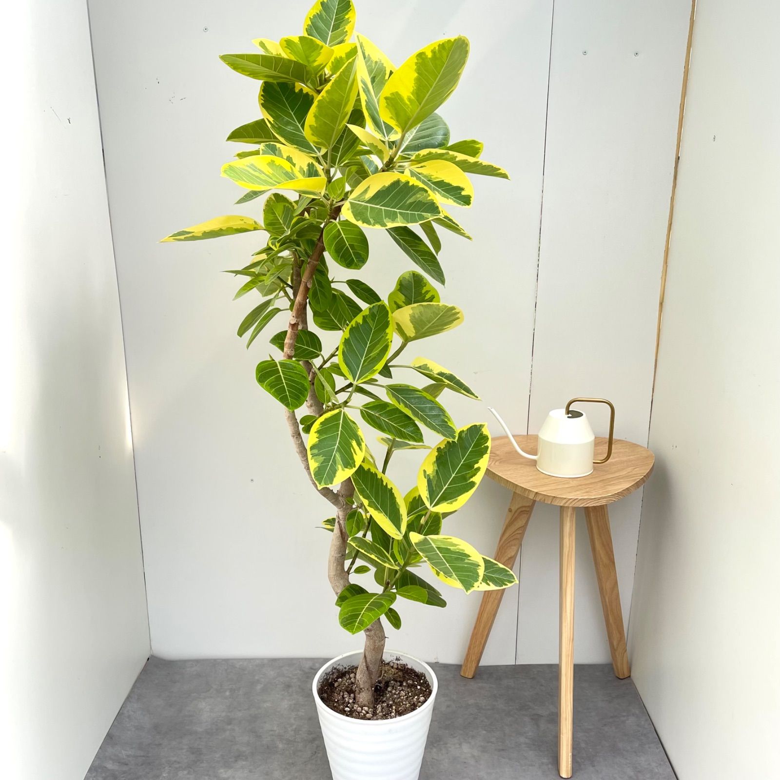 現品］12番 フィカス アルテシマ 曲がり 8号 観葉植物 室内 販売 大型