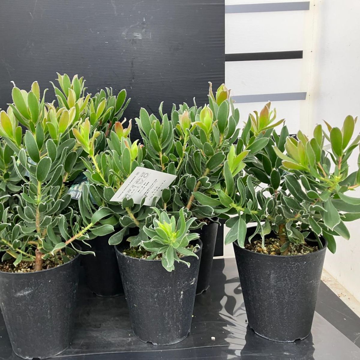 1052 リューカデンドロン グクラ 5寸 6株ケース販売 現品 同梱不可 観葉植物 Leucadendron Guaqula 沖縄と北海道対応不可