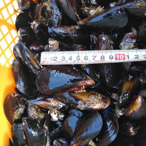 【休業日はプロフ参照】釣り餌に ムール貝「生出荷 ムラサキイガイ２０ｋｇ」 イガイ カラス貝 ムール貝 釣りエサ クロダイ 20キロ 黒鯛 チヌ 石鯛 コブダイ カワハギ釣りに 【食用ではありません】 小分け袋入り冷凍品は別に販売中 釣り餌に ムール貝「生出荷 ムラサキイガイ20kg」 イガイ