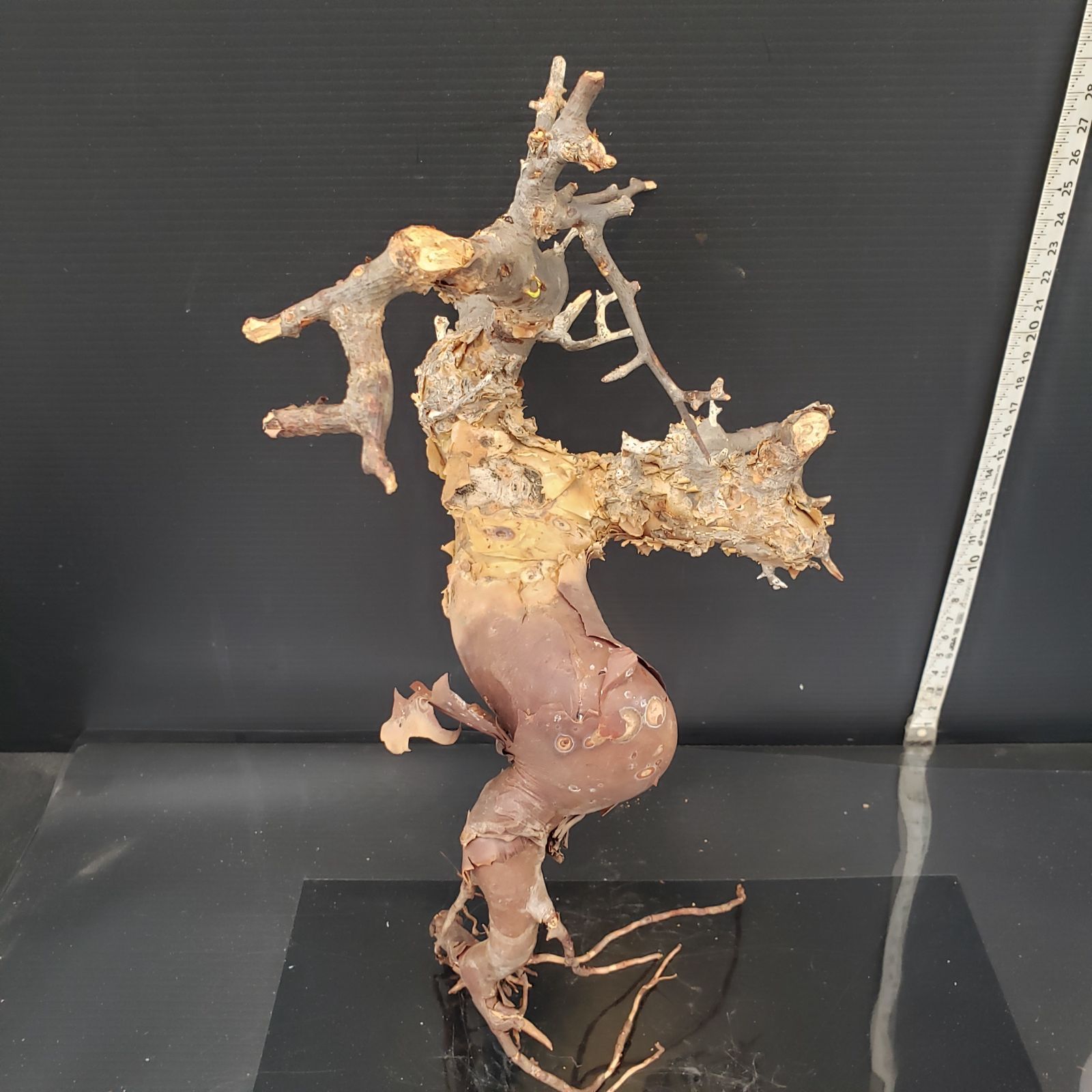 Z431 最新到着 Commiphora カタフピュア 現地球 抜き苗 灌木系 塊根植物 コミュフォラ カタフピュア