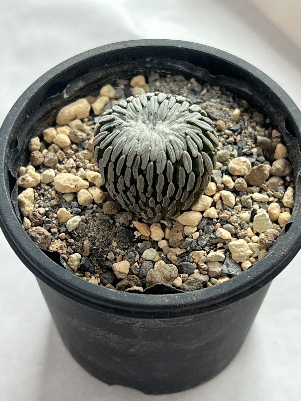 ペレキフォラ　精巧丸綴化　美株 ペレキフォラ・精巧丸綴化(抜き苗)※美株 希少) 精巧丸 綴化 ペレキフォラ