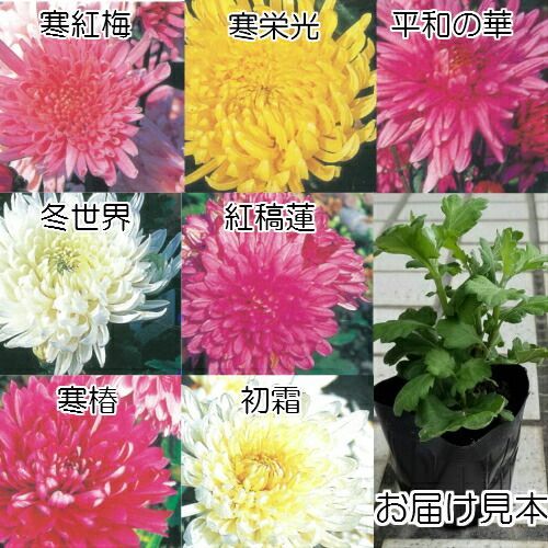 寒菊バラエティーセット 中輪系バージョン 選べる7種2ポットセット 切り花にも最適耐寒性宿根草 - メルカリ