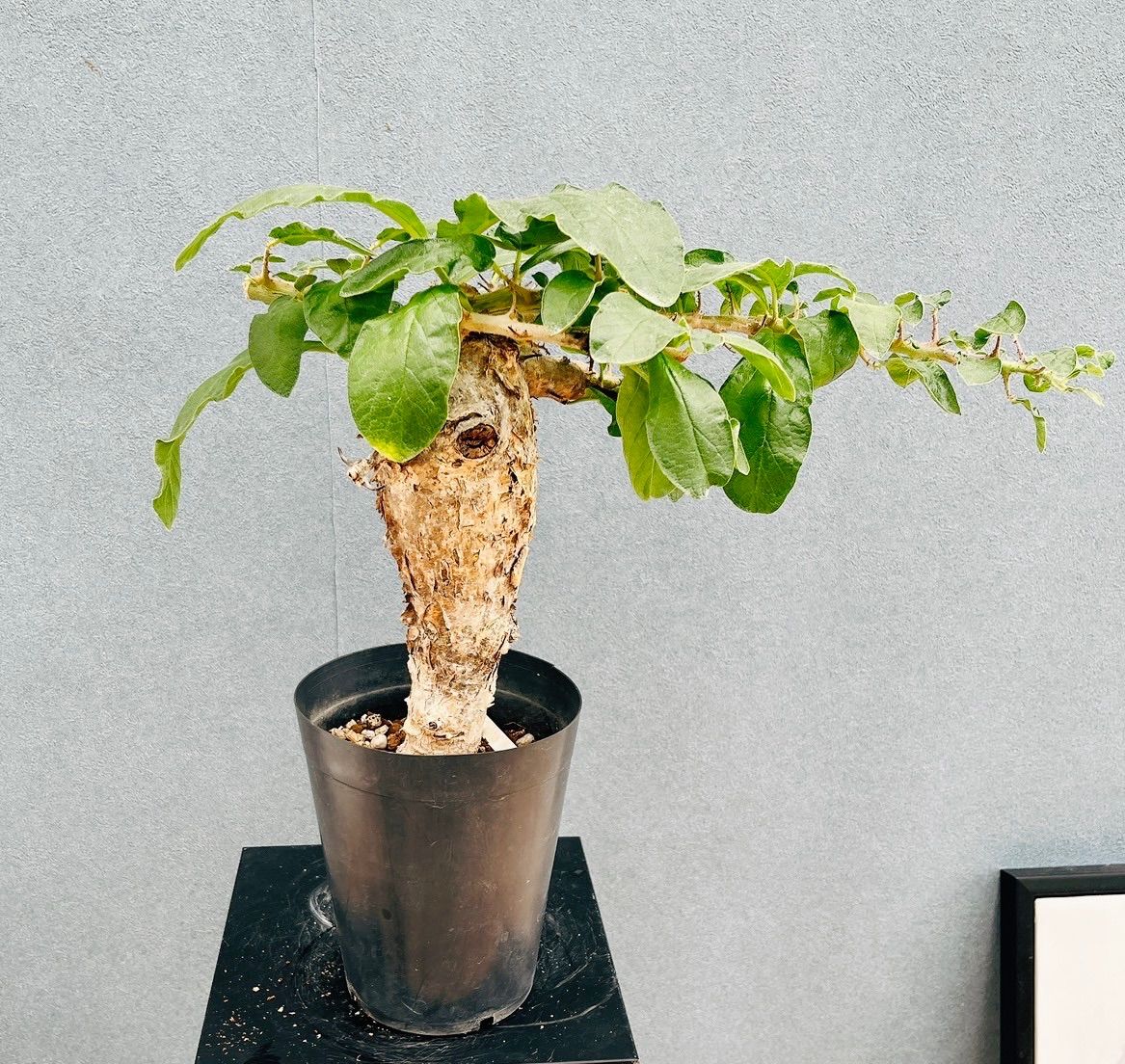 【希少大株】セサモタムナスブッセアヌス 現地球 発根済 塊根植物 サボテン 現品］【希少】セサモタムナス ブッセアヌス 観葉植物 レア ゴマ科