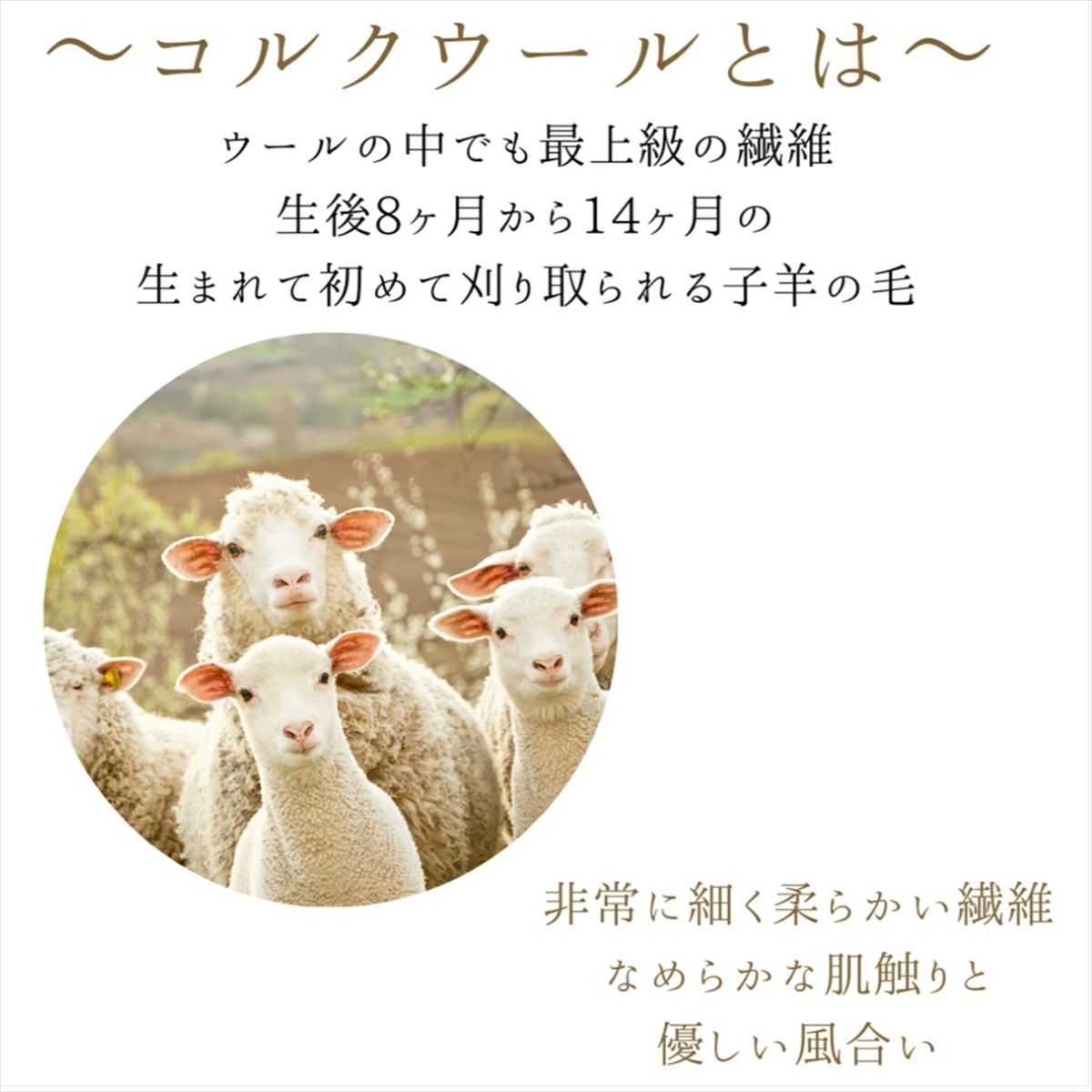 ギャッベ パルヴィーズ