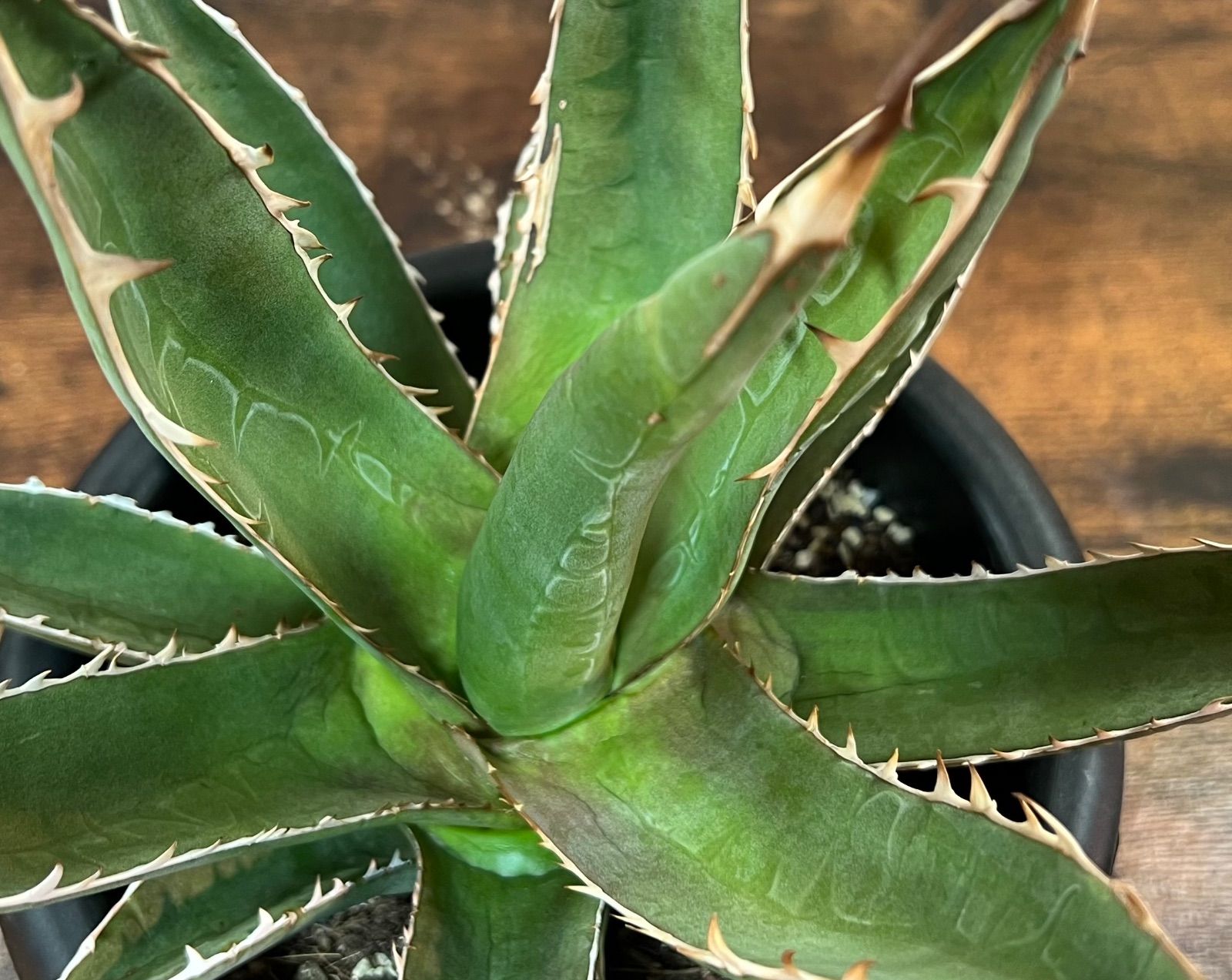 Agave/アガベ ジェスブレイティ/パープソラム/帝釈天 裏棘 大株