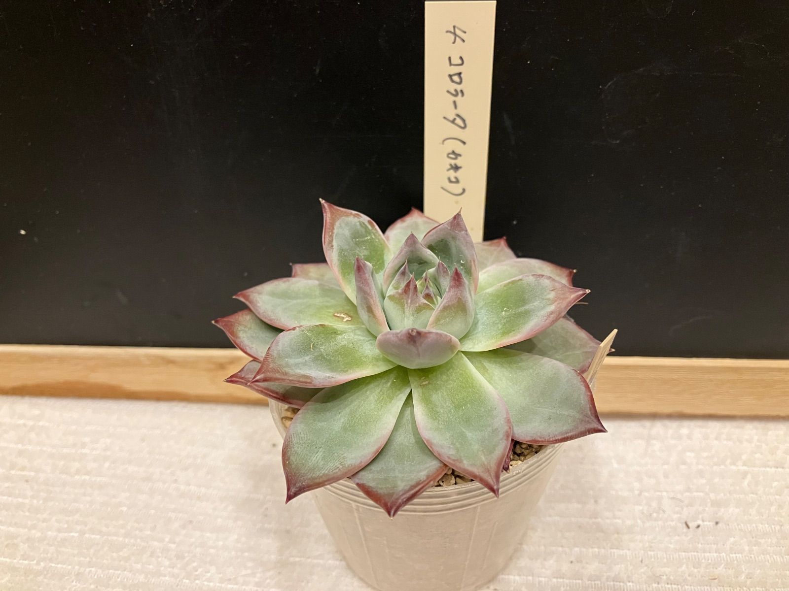 SSSさん苗コロラータスーパーW×ナウアラ札付きポットごとメルカリ便 SSSさん苗コロラータスーパーW×ナウアラ札付きポットごとメルカリ便