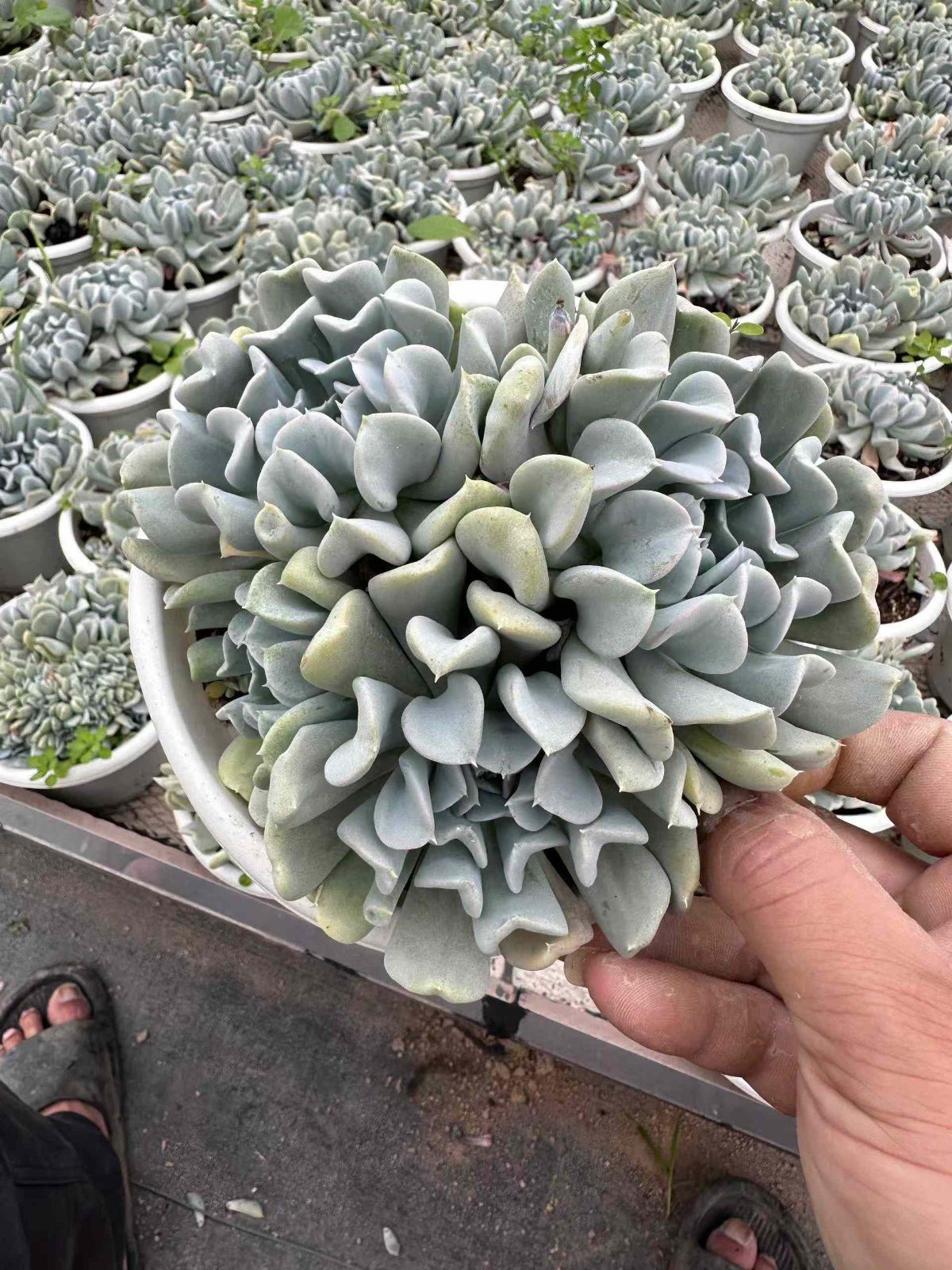 12株の抜き苗セット】トップシー・ターヴィー 多肉植物 佐川急便発送 
