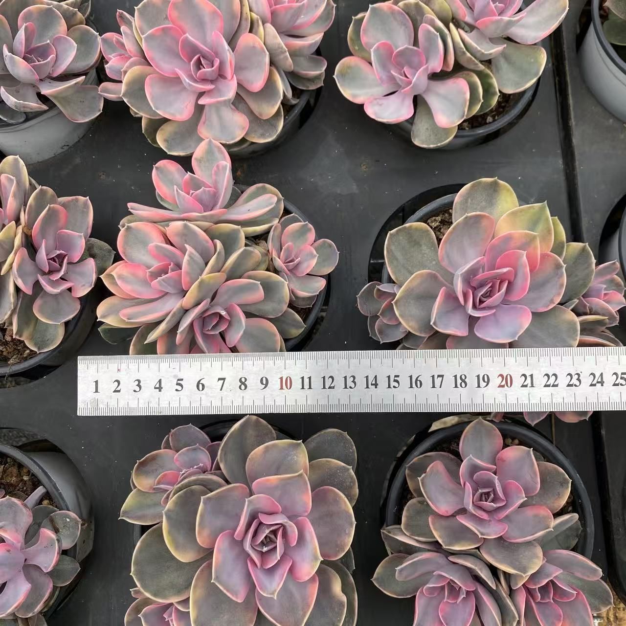 新入荷 ジプシー ZM1619×18鉢 抜き苗 多肉植物 アエオニウム