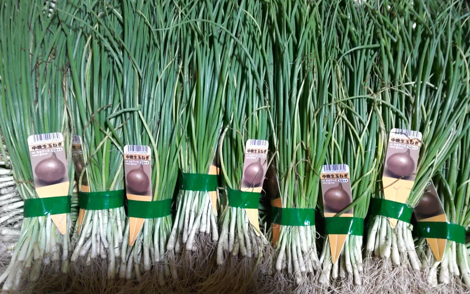 【中晩生】玉ねぎ苗◆ターザン5000本 中晩生】玉ねぎ苗◇ターザン5000本 【公式通販】 玉ねぎ苗 3000本