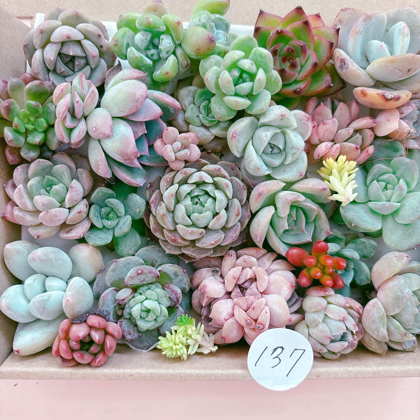 137 多肉植物寄せ植えセット - メルカリ