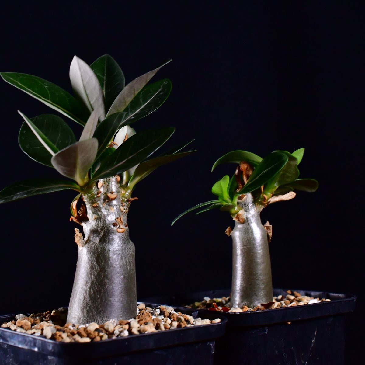 3U2 実生 2株セット アデニウム・タイ ソコトラナム KHZ Adenium thai