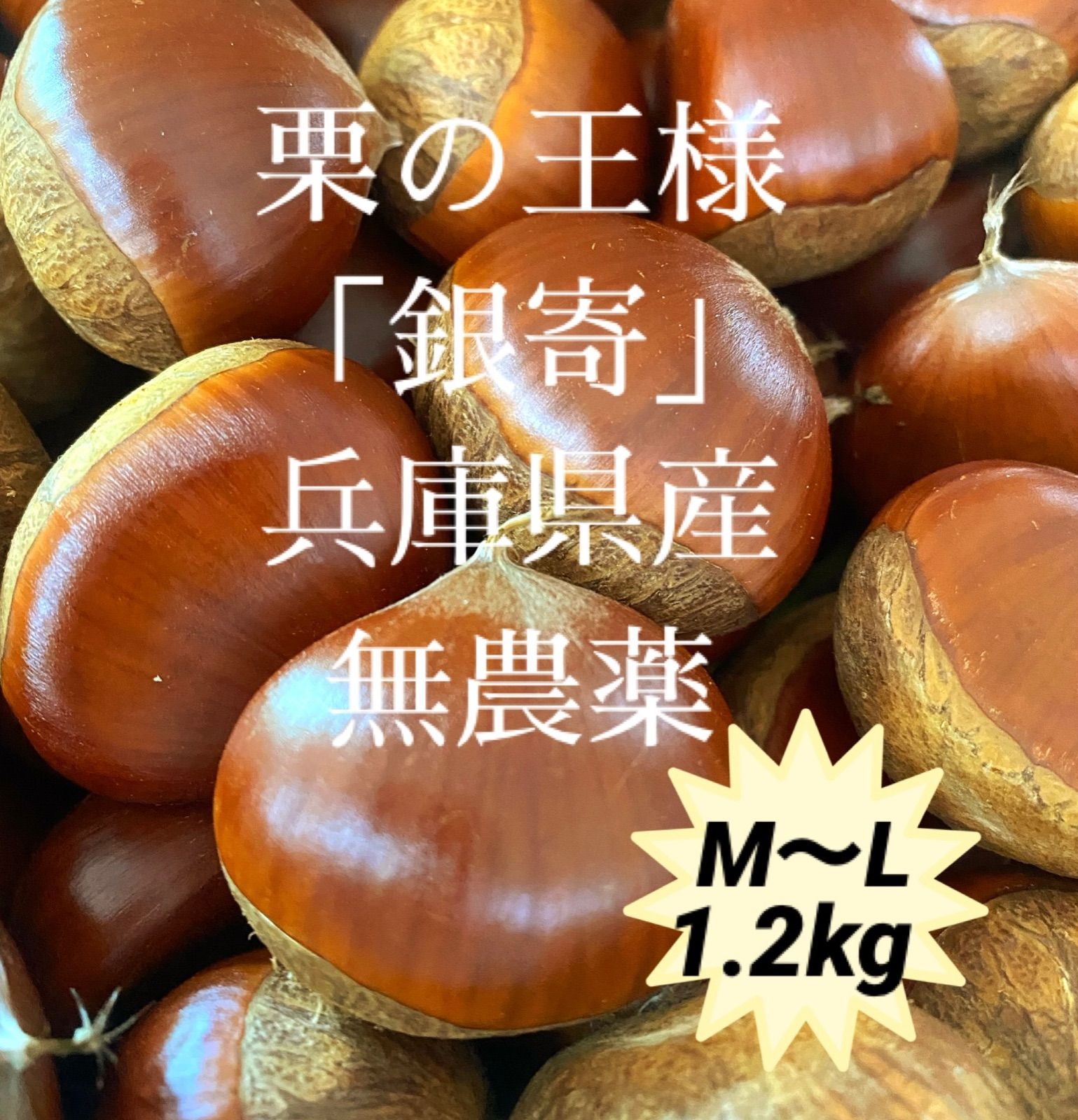 生栗 銀寄 2L品 正味 約 1.2 kg - 果物