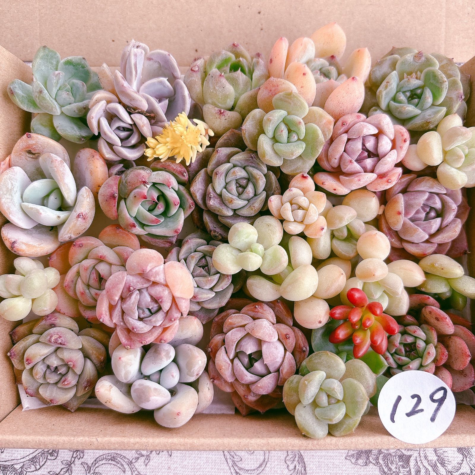 多肉植物　寄せ植え 129 多肉植物寄せ植えセット - メルカリ