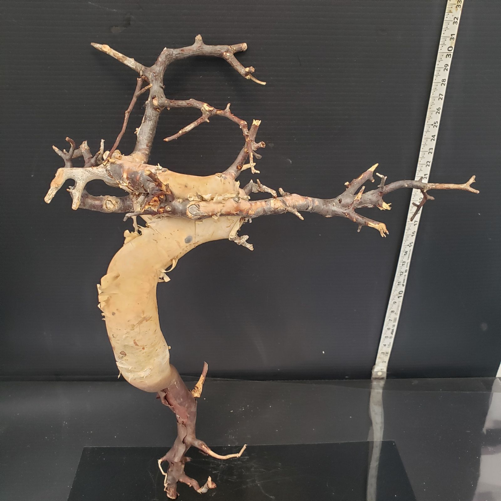 Z425 最新到着 Commiphora カタフピュア 現地球 抜き苗 灌木系 塊根植物 コミュフォラ カタフピュア