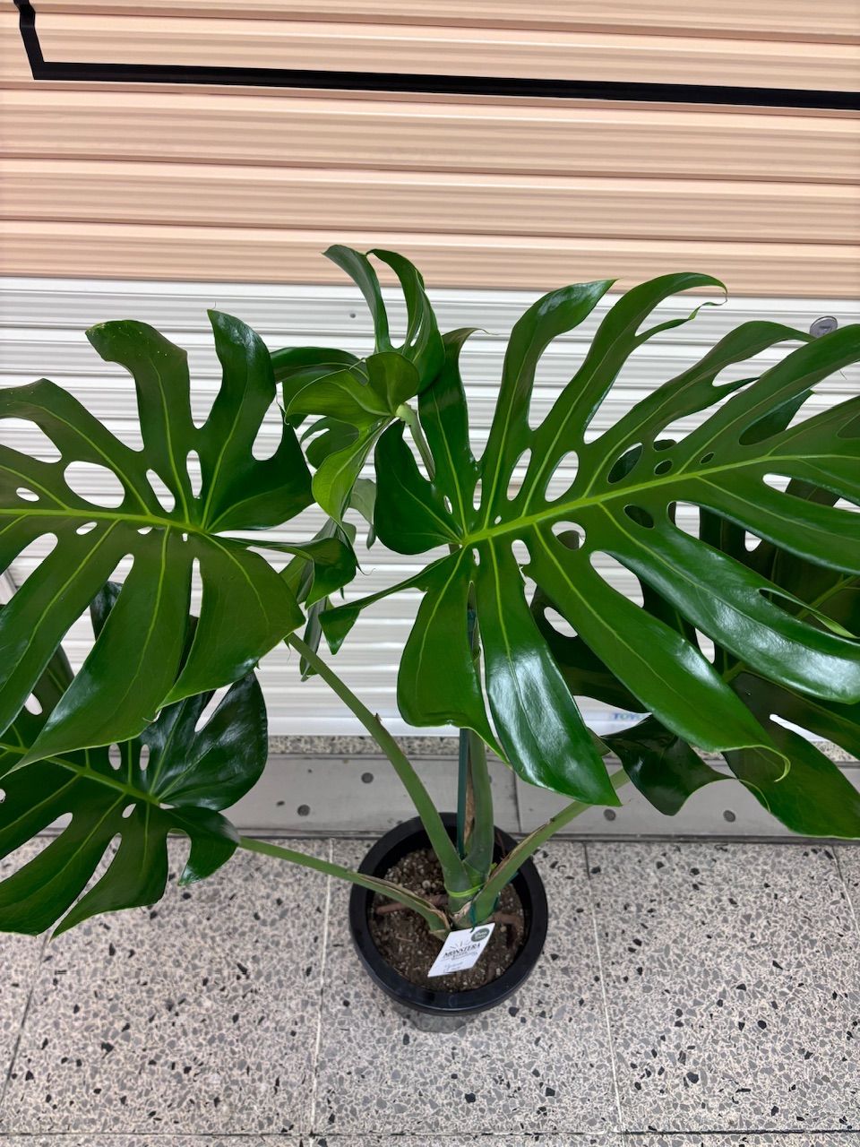 現品　モンステラ　デリシオーサ　斑入り　35番　バリエガータ　モンステラ斑入り 斑入りモンステラ デリシオーサ バリエガータ | GREEN LUCK