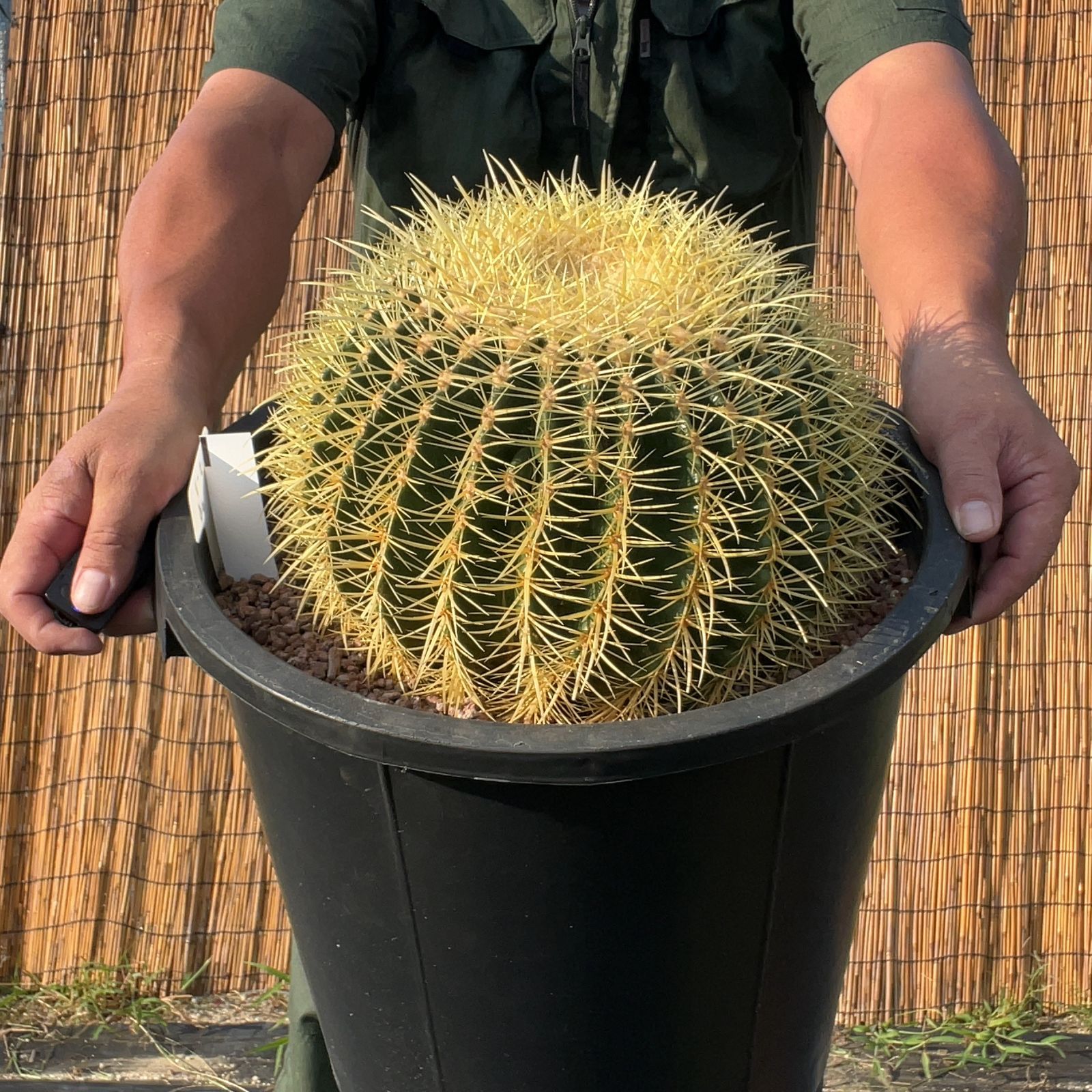 鉢ごと発送】サボテンの王様！金色サボテン / 金鯱（キンシャチ）Golden barrel cactus / 12号 黒鉢【現品】M24-8-7-06  - メルカリ