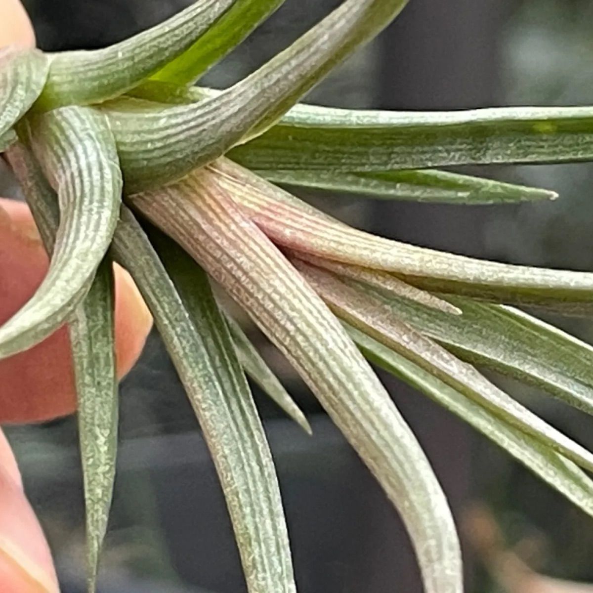 belttightening ティランジア エリシー Tillandsia erici チランジア エアプランツ ラストです |  miniaturetoyshop.com