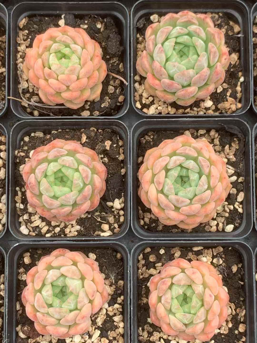 54株の抜き苗セット オレンジハニー 多肉植物 佐川急便発送 エケベリア 韓国苗 LX41 WWW_GEBZETESISAT_COM_TR