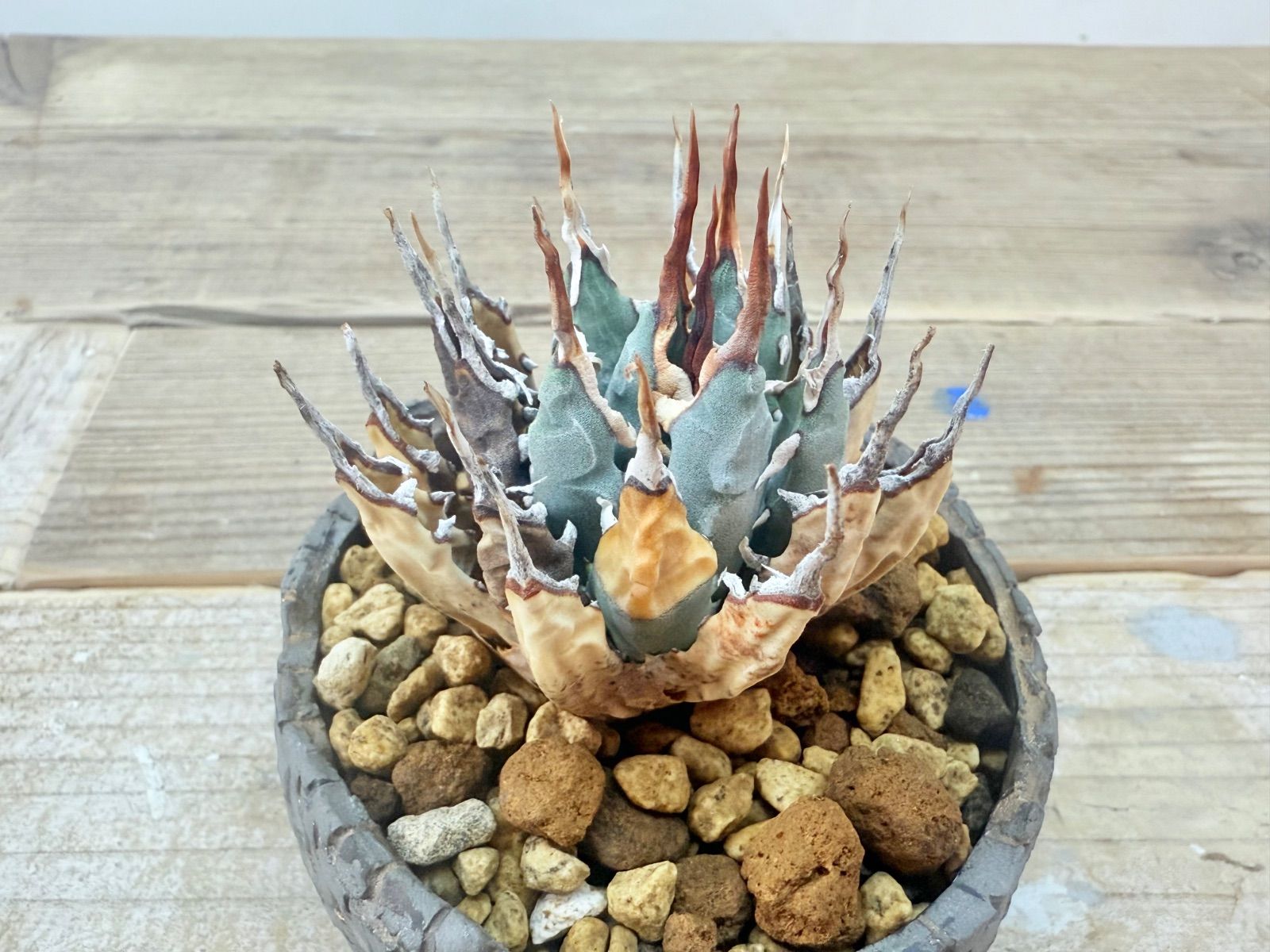 コンパクト アガベ ユタエンシス エボリスピナ 発根済 作家鉢 WWW_GEBZETESISAT_COM_TR