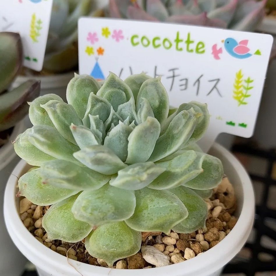 ハートチョイス 多肉植物 韓国苗 抜き苗 - メルカリ