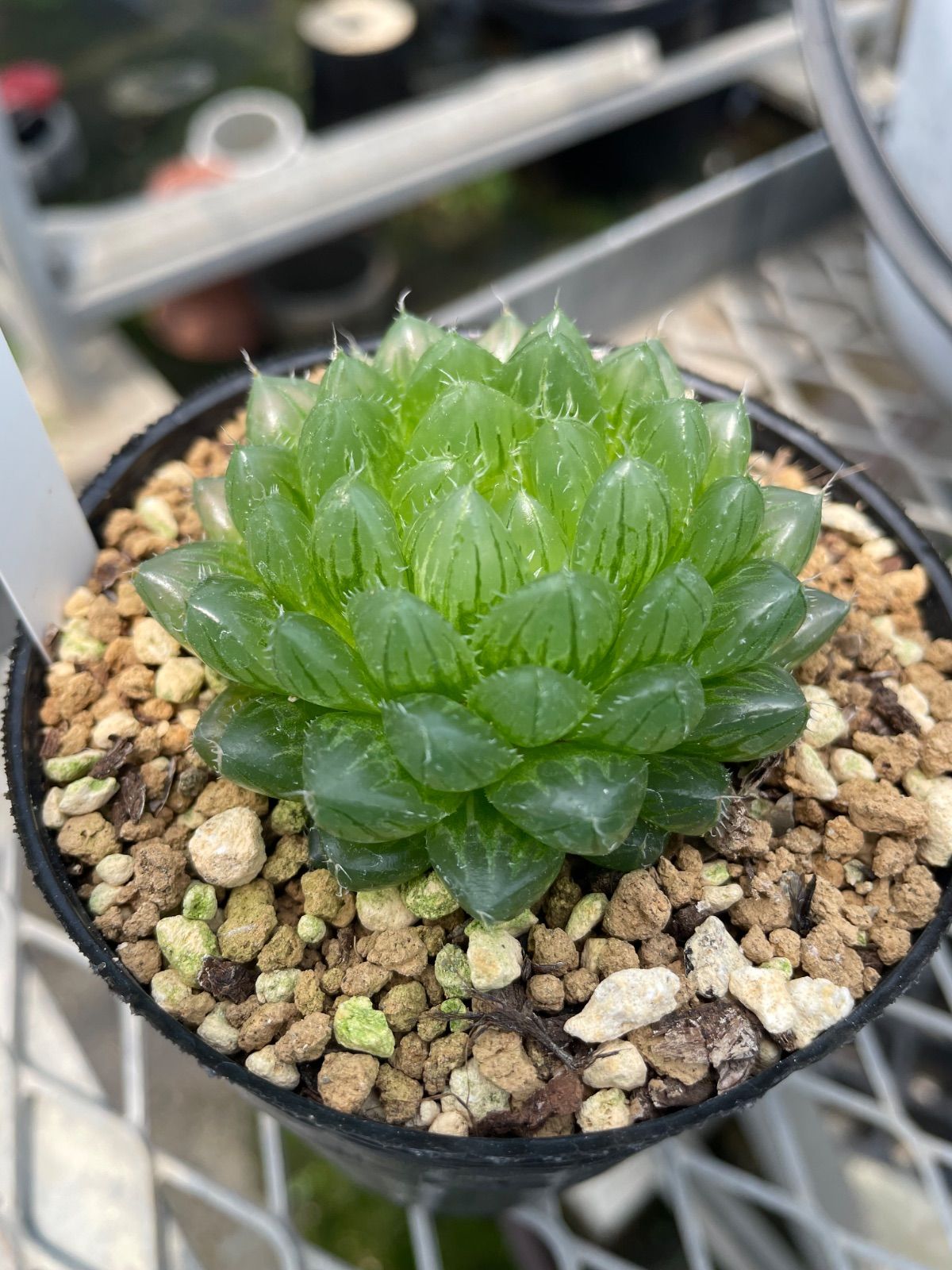 送料無料】多肉植物 ハオルチア 翠雲錦 B ハオルチア'翠雲錦'suiun