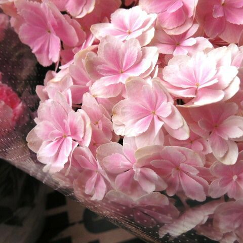 母の日 プレゼント 鉢植え 万華鏡 あじさい ピンク 完全数量 母の日ギフト 花鉢 あじさい 万華鏡 母の日期間 ギフト