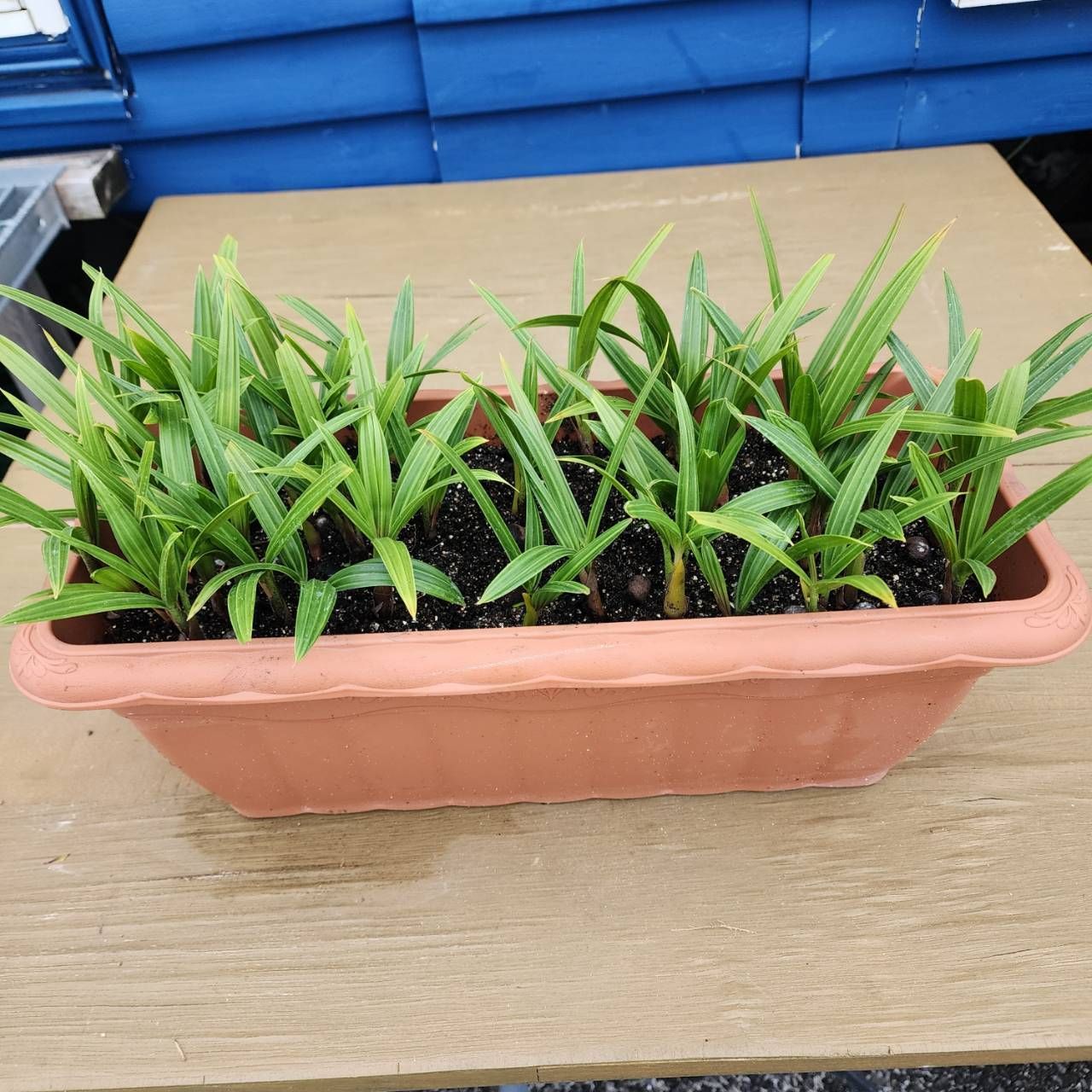トライアングルパーム Dypsis