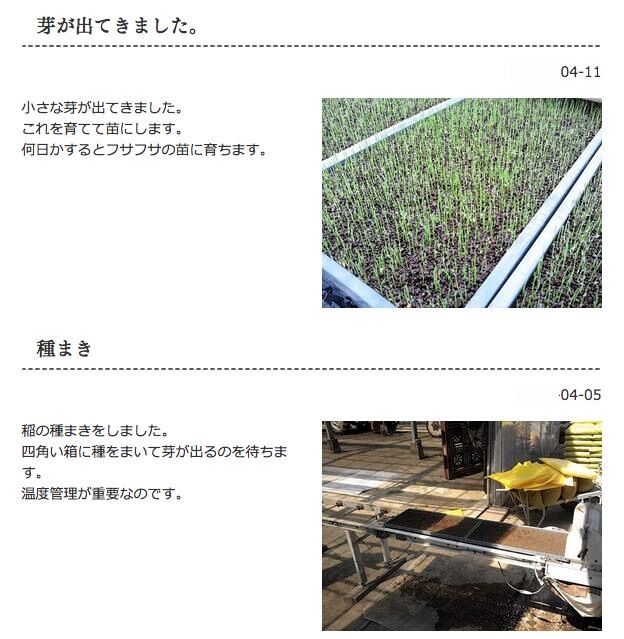 令和6年 化学肥料不使用 加須産 ミルキークイーン 玄米 1等 5kg 精米無料