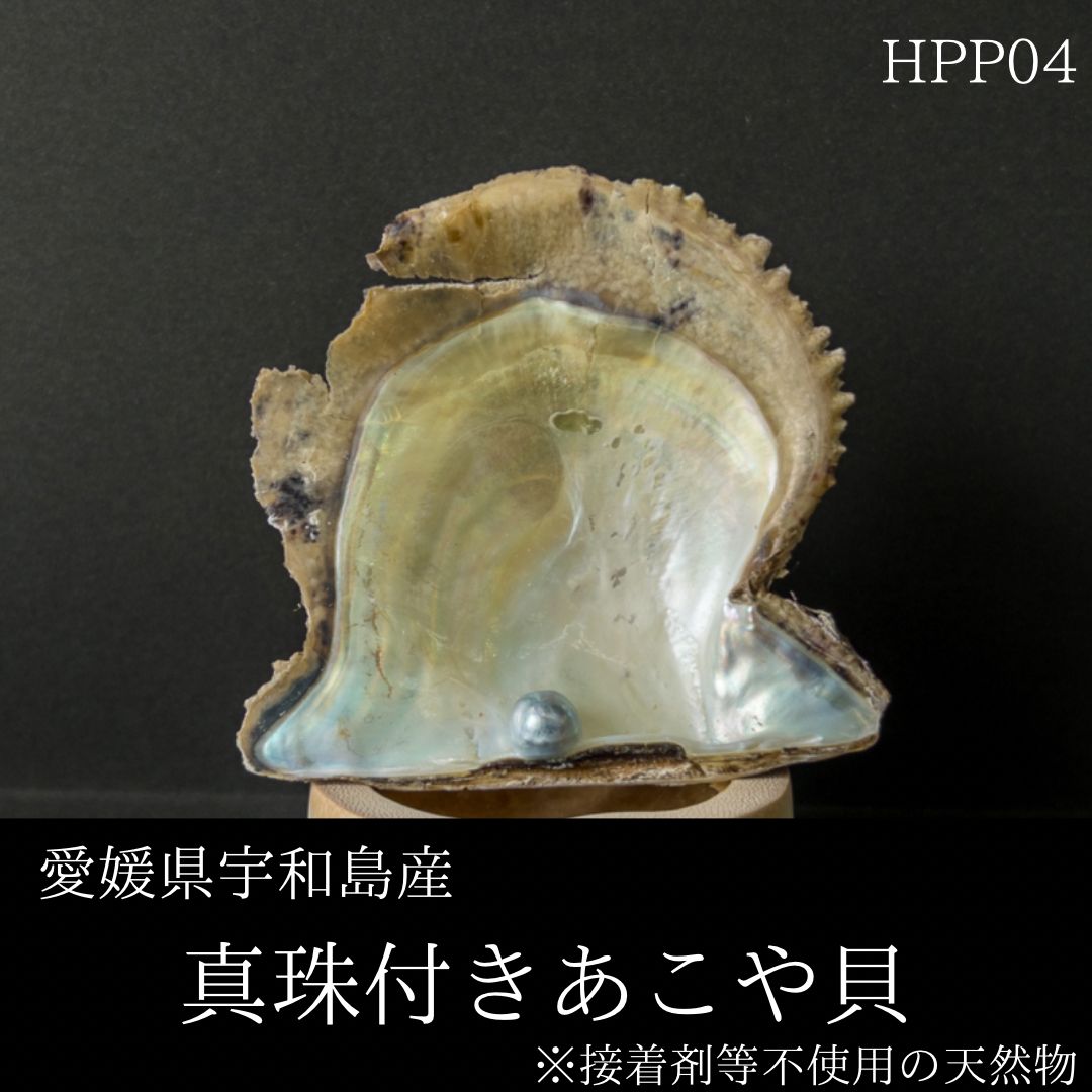 天然物！真珠付きあこや貝（愛媛県宇和島産） - メルカリ