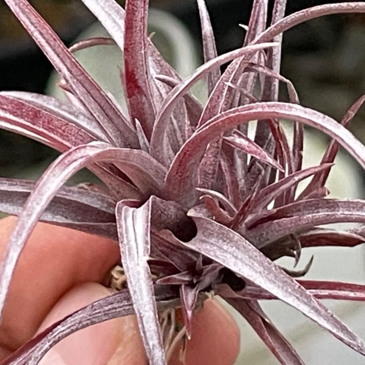 チランジア カピタータ ドミンゲンシス Tillandsia capitata var