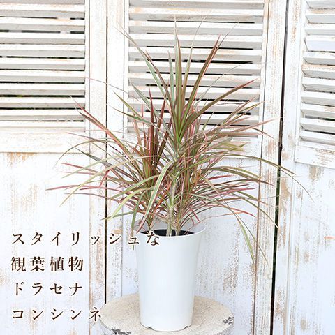 現品販売 観葉植物 ドラセナ コンシンネ レインボー 6号 高さ