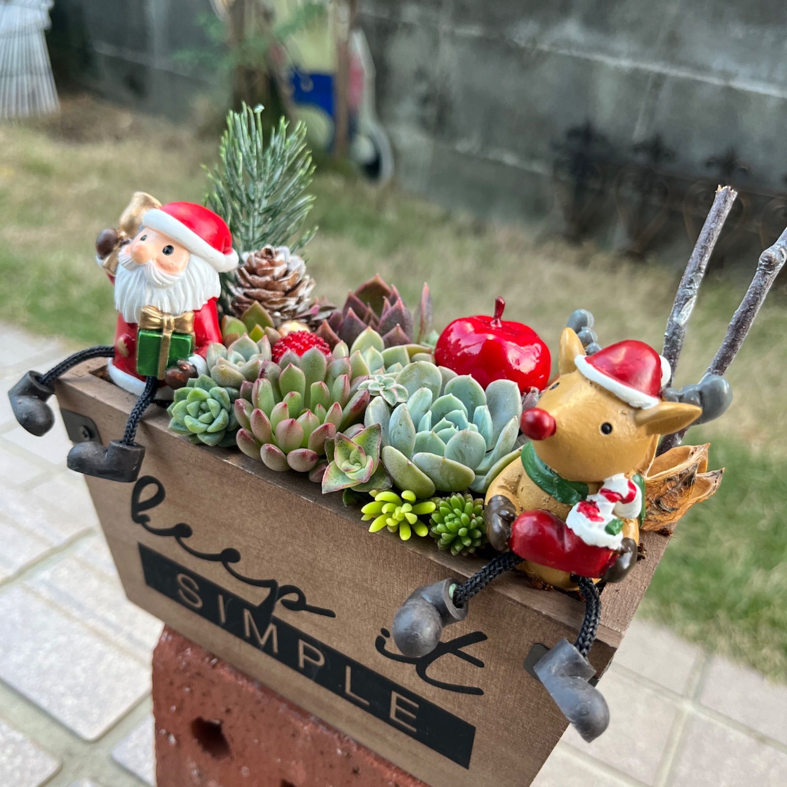 ♡そのまま飾れる♡クリスマスの多肉植物寄せ植え╰(*´︶`*)╯♡ - メルカリ