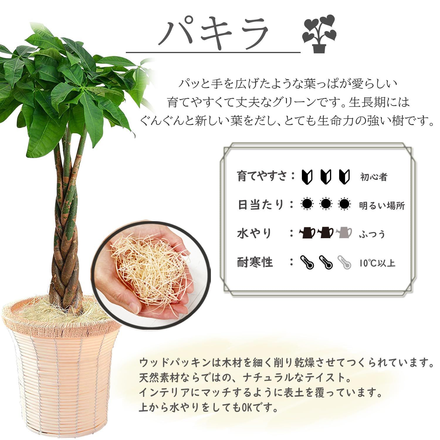 数量限定】観葉植物 本物 パキラ おしゃれ ぱきら 7号 大型 花のギフト