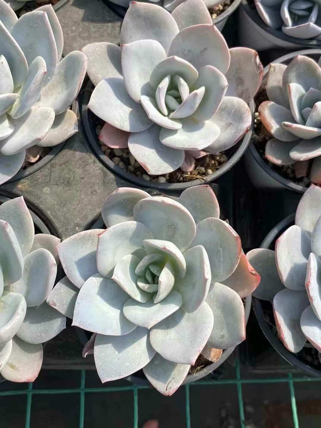 Top【選抜株】多肉植物　9308 オパリナ錦36個　鉢無し/脱土 多肉植物 オパリナ錦 新入荷 るる農園 | るる農園~多肉植物専門