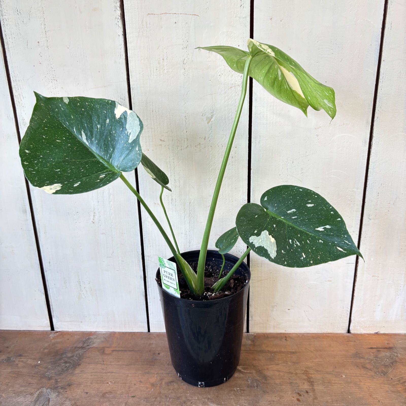 モンステラ　デリシオーサ　タイコン　スターライト　斑入り　6号鉢つき　超斑入り❗ モンステラ デリシオーサ タイコン スターライト 斑入り 6号鉢