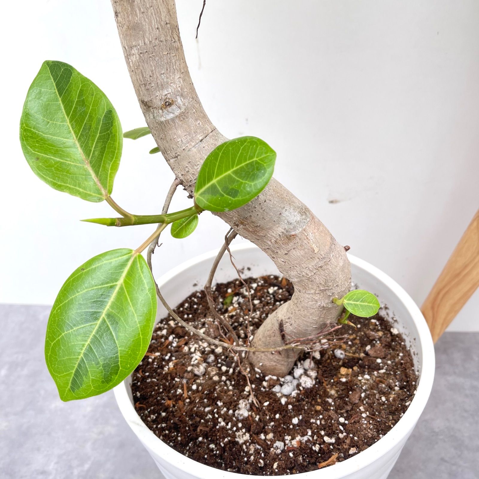 フィカス　アルテシマ　曲がり　15【現品】観葉植物　室内　大型 フィカス アルテシマ 曲がり 15【現品】観葉植物 室内 大型