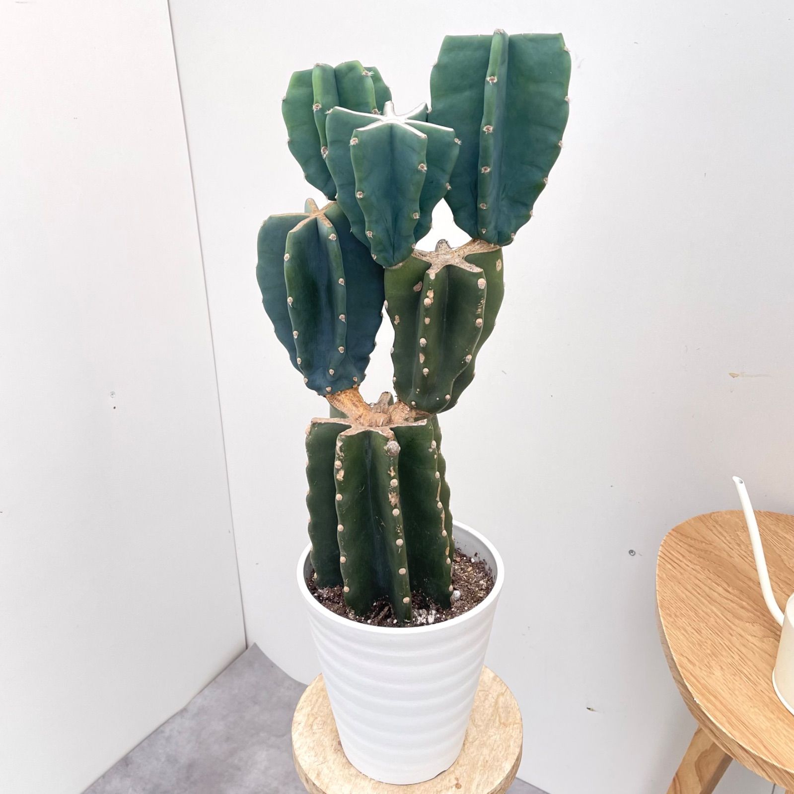 柱サボテン 鬼面角②地植えブランチ 柱サボテン 鬼面角 ブランチ