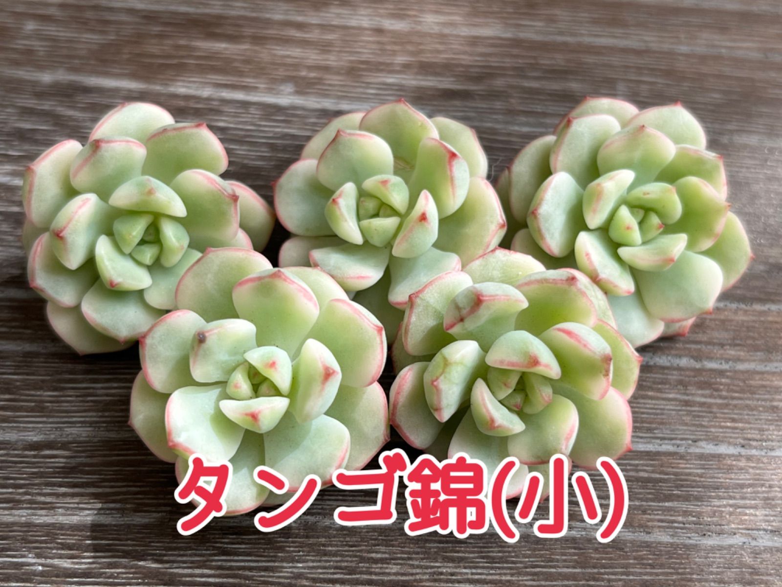 KJ22 タンゴ錦 韓国苗 花の饗宴 多肉植物 エケベリア-