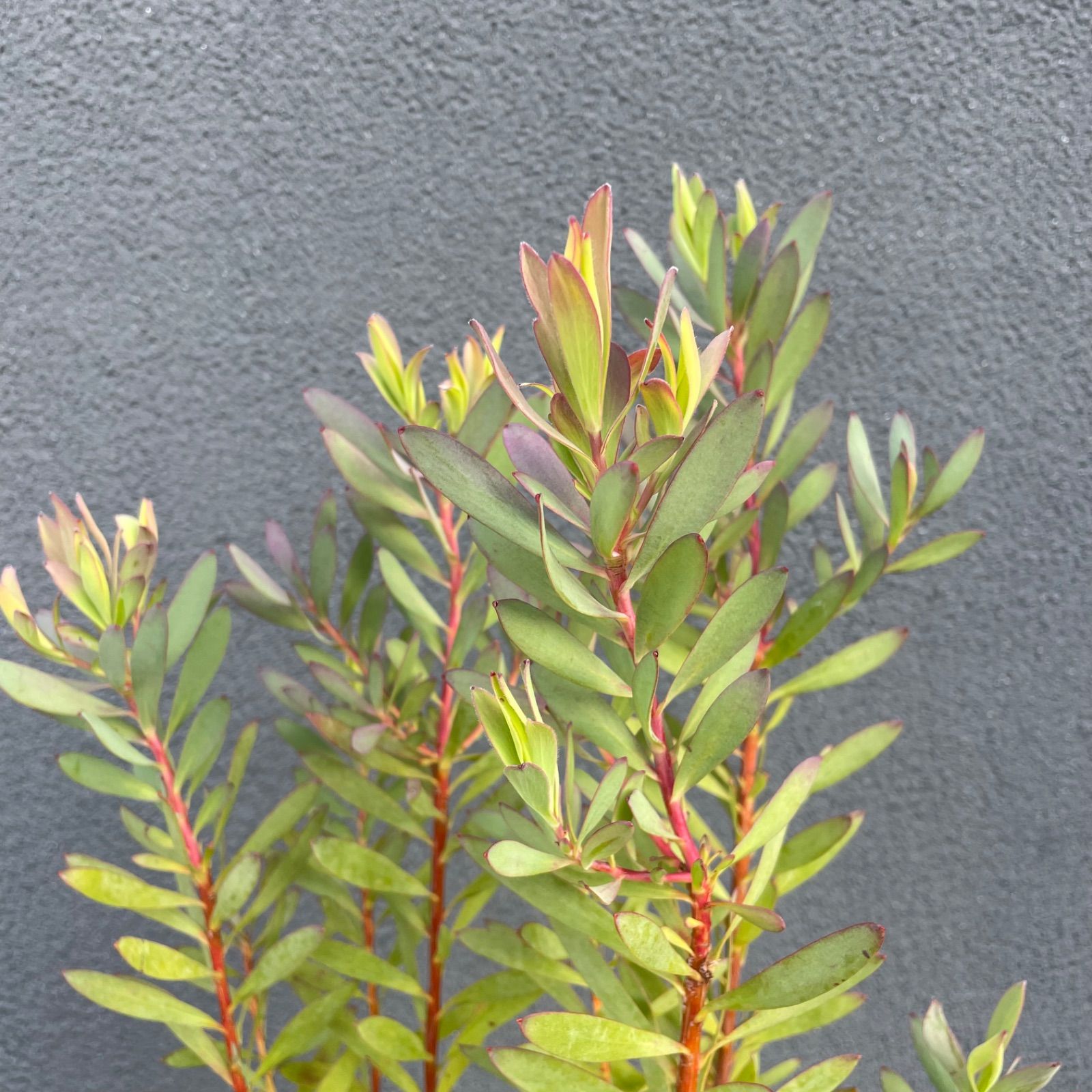 フィリカ プベッセンス 5号 オージープランツ フィリカ プベッセンス