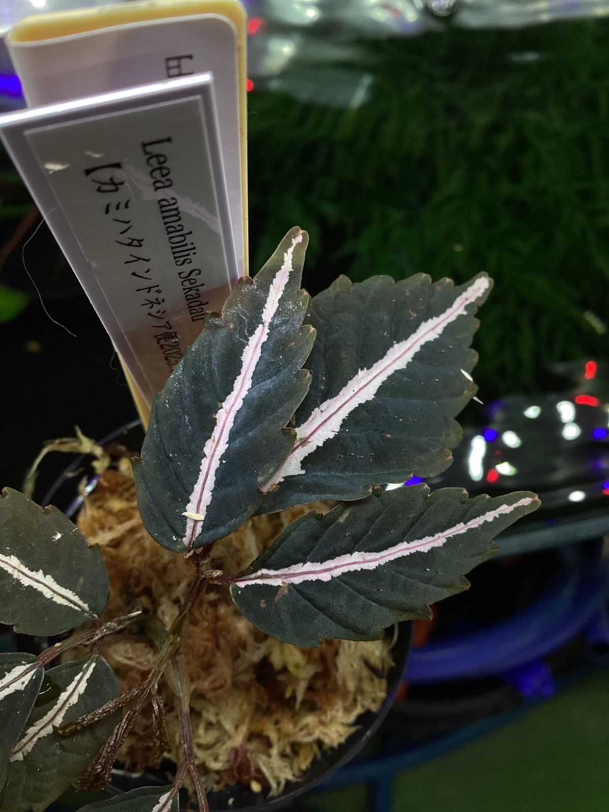 リーア アマビリス セカダウ 熱帯植物 パルダリウム ジメジメ系植物 Leea amabilis セカダウ カミハタ便 熱帯植物 リーア アマビリス