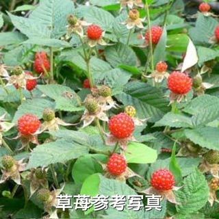 ⭐️草苺苗5株(小)⭐️木苺苗 クサイチゴ苗 くさいちご苗