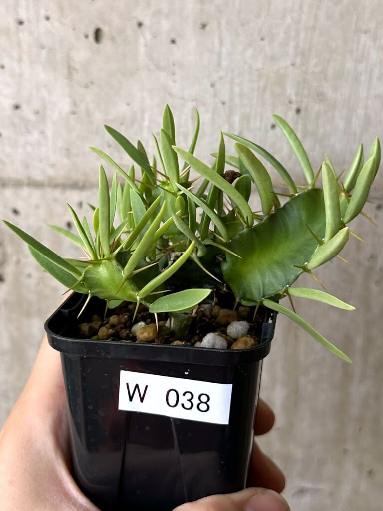 現品限り ユーフォルビア ムランジーナ 実生 W38 Euphorbia mlanjeana 植物 塊根植物 夏型 コーデックス