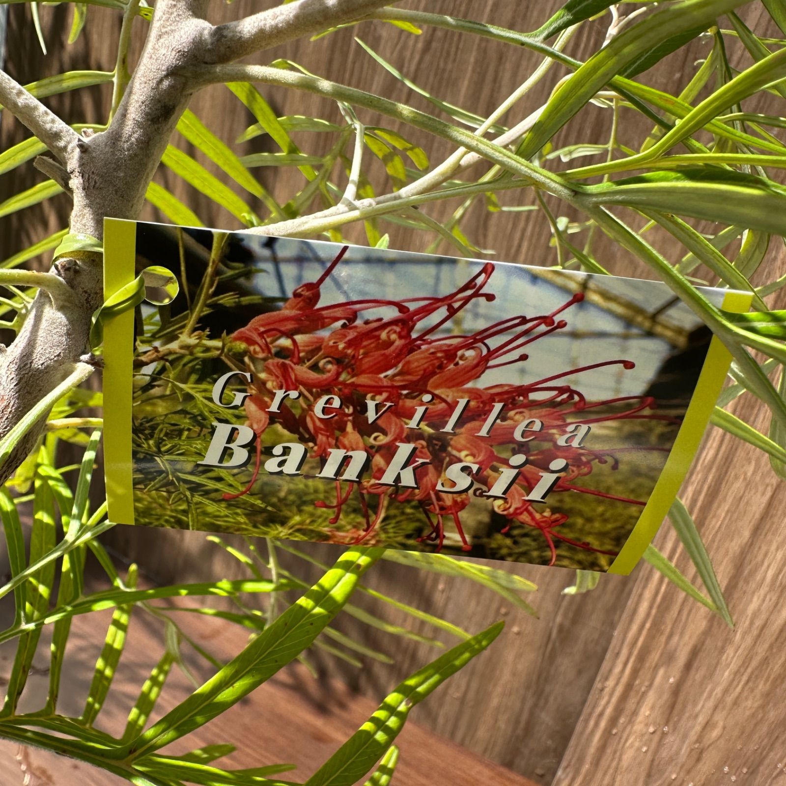 お値下げ！グレビレア　バンクシー お値下げ！グレビレア バンクシー - メルカリ