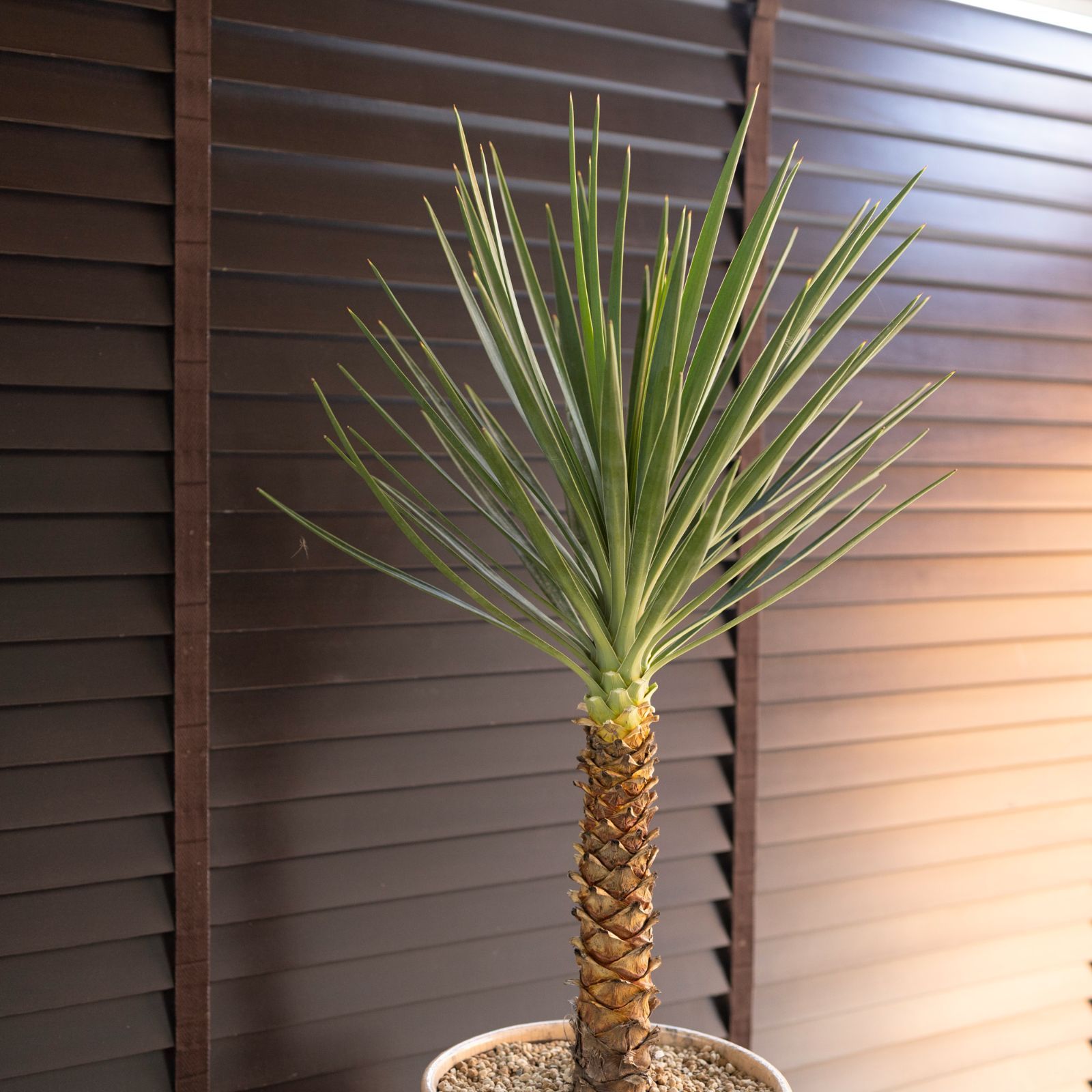 ユッカアロイフォリア 鉢ごと発送 - 植物/観葉植物