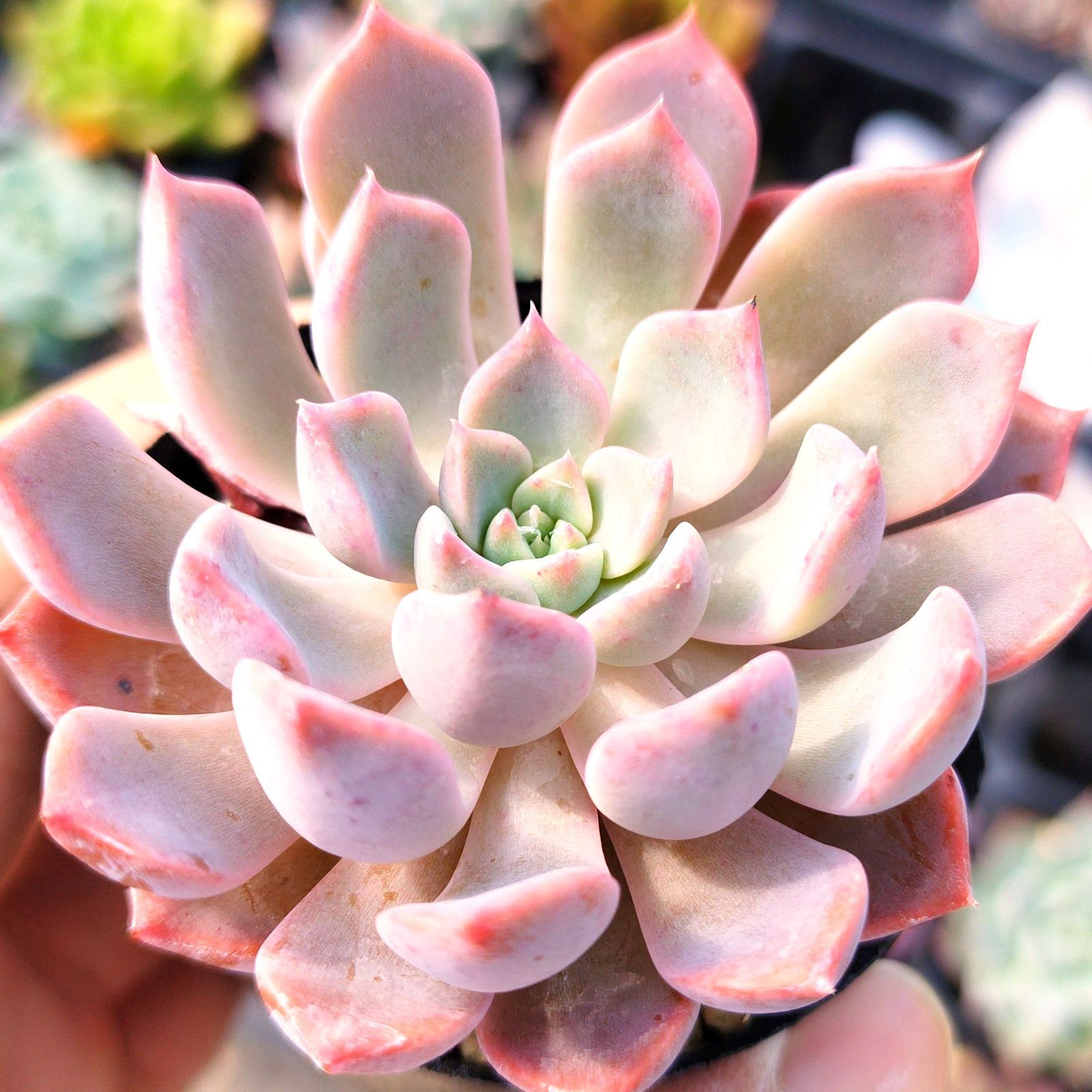 多肉植物　 ピンクザラゴーサ　抜き苗　美苗♪　エケベリア 多肉植物 ピンクザラゴーサ 抜き苗 美苗♪ エケベリア