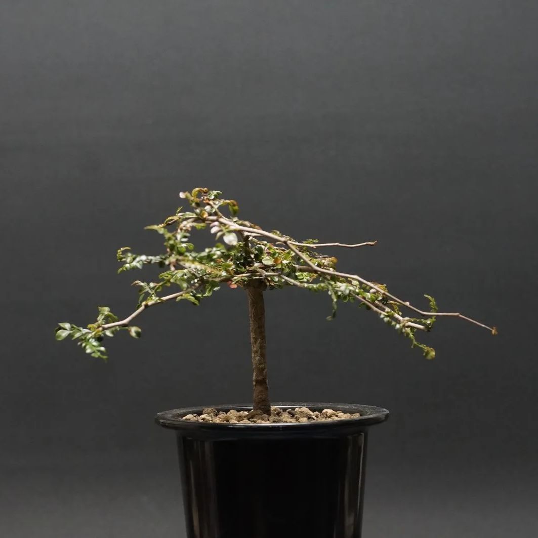 PG36 パキポディウム グラキリス 発根済 現地株 現地株パキポディウム