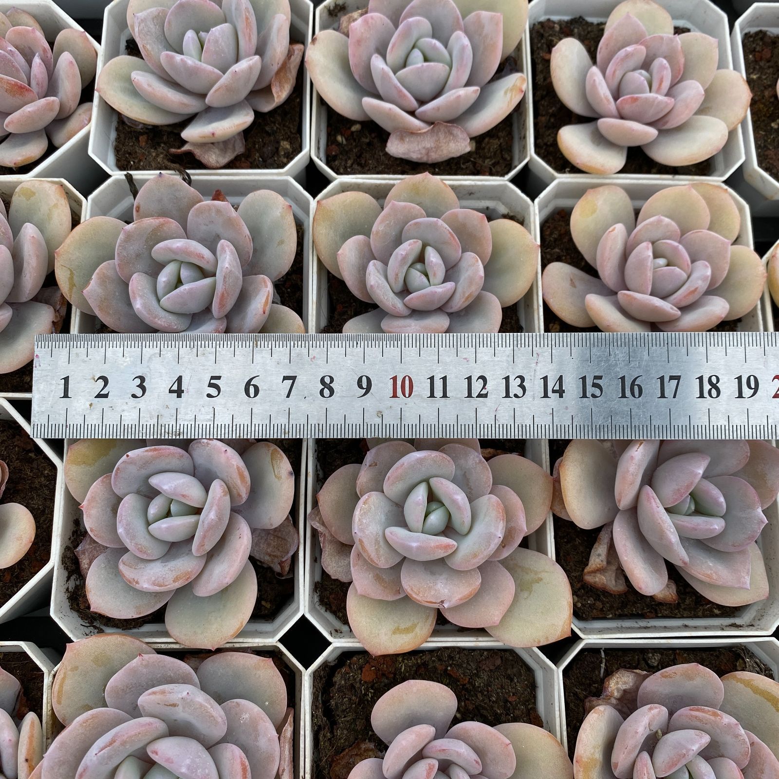 LB1331×50 マッチャ 抜き苗 多肉植物 アエオニウム エケベリア 韓国苗