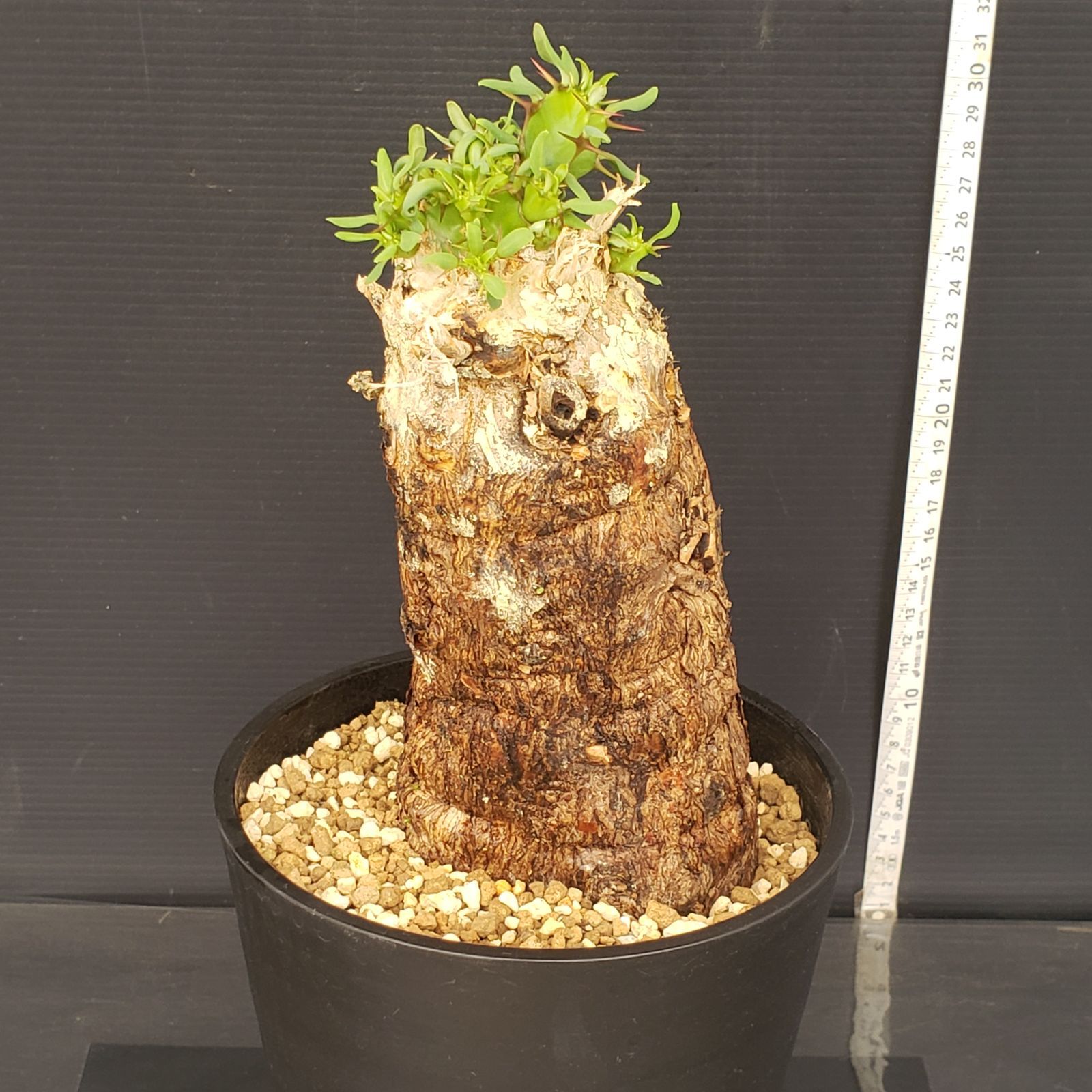 M363【自社養生株】ユーフォルビア ムランジーナ（現地球・発根